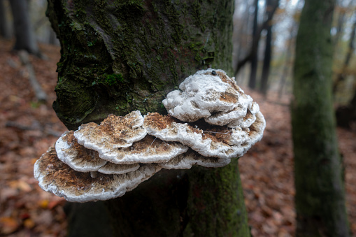 A collection of scale sponges grows on a nautical trunk in the autumn forest.