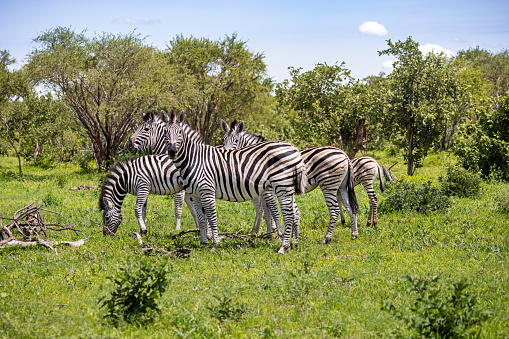 A zebra...or two?