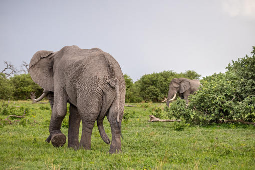 Asian or indian elephant in a corral