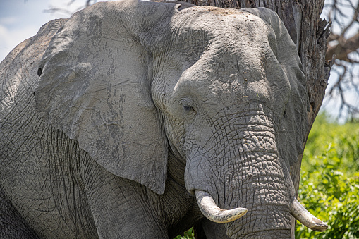 Elephant close up. Big grey walking elephant isolated on white background. Standing elephant full length close up. Female Asian elephant.