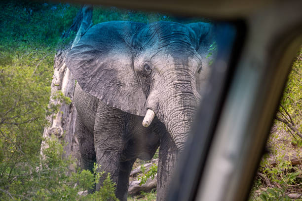 istock Male African elephant approaching a car 1454836135