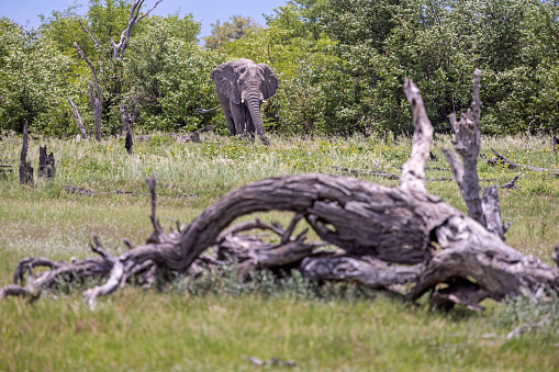 Frontal view to a majestic male African elephant in the open landscape called savannah or bushveld in the Okavango Delta in Botswana
