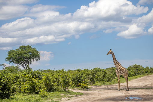 Male giraffe crossing a dirt road in the Okavango Delta in Botswana