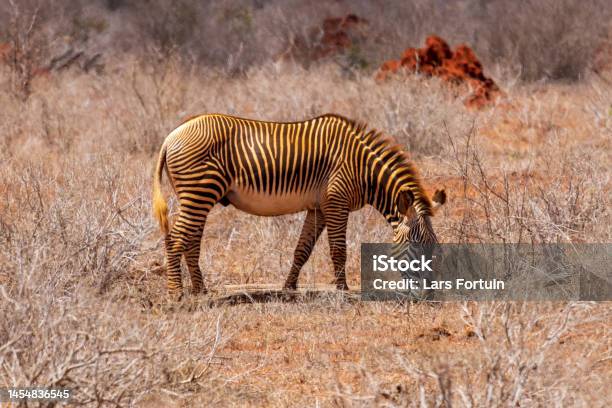 Grevy Zebra In Tsavo East Stock Photo - Download Image Now - Africa, Animal, Animal Body Part