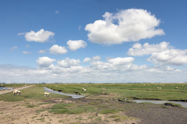 Salt marsh with grazing sheep in Dutch province Groningen near Punt van Reide and beautiful cloudy sky