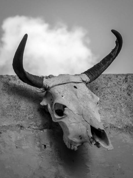 cranio di toro - animal skull cow bull old foto e immagini stock