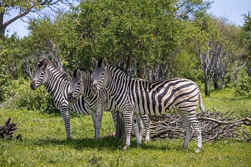 Group of zebras showing their stripe and how they can distract an attacking predator in the open land in the Okavango Delta in Botswana