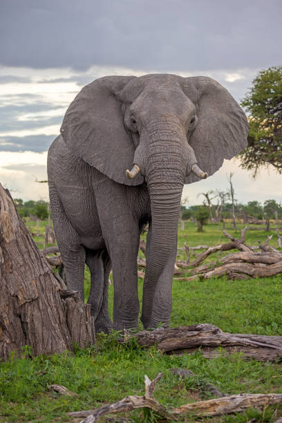 Elephant bull, Moremi Game Reserve, Okavango Delta, Botswana