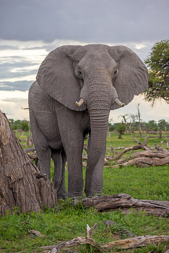 Frontal view to a majestic male African elephant in the open landscape called savannah or bushveld in the Okavango Delta in Botswana