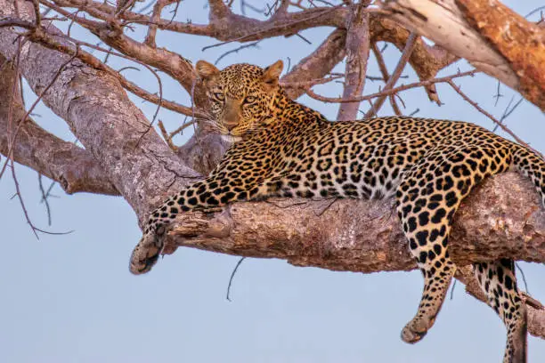 African leopard lying on a branch looking