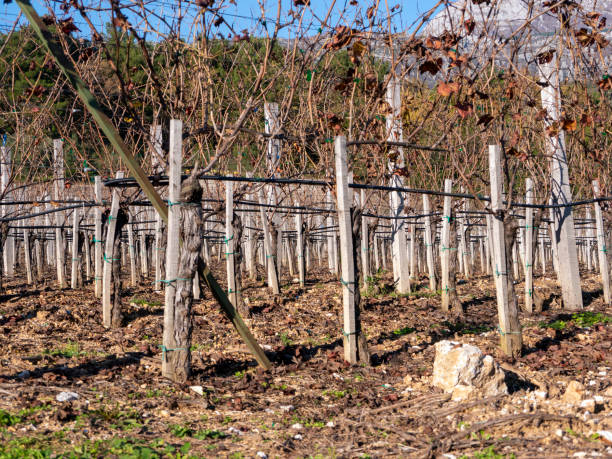 istock Winter leafless vineyard on rocky land view from ground level 1454837869