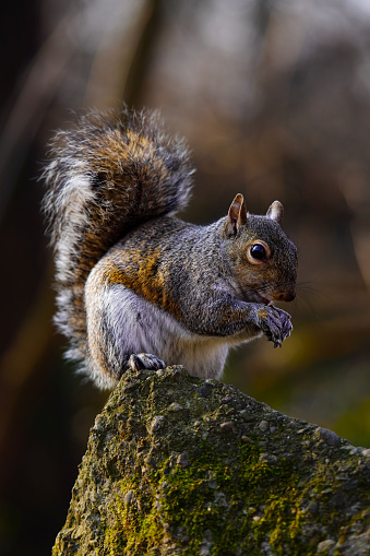 A cute squirrel eating nut on a mossy rock against a blurred background