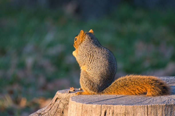 Chowing 50+ Chowing Be Stock Photos, Pictures & Royalty-Free Images - iStock