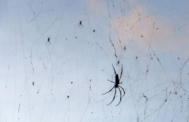 istock Closeup shot of a huge black spider on its web 1454841598