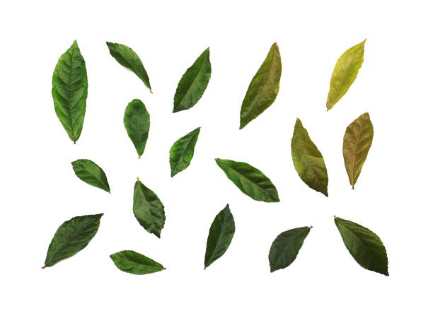 istock collection fresh green leaves on white background 1454842587