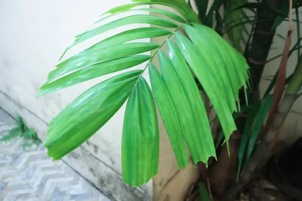 Photo of Adonidia merrillii, Livistona rotundifolia or Footstool Palm or Adonidia palm or Christmas palm or Manila palm or Merrills palm or ARECACEAE