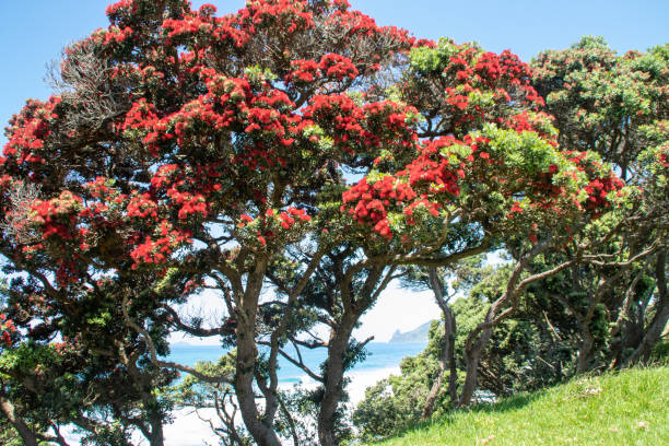 istock Pohutukawa Tree on Northland coast 1454845174