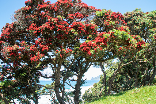 New Zealand's christmas tree, the pohutukawa, flowers on the northland coast