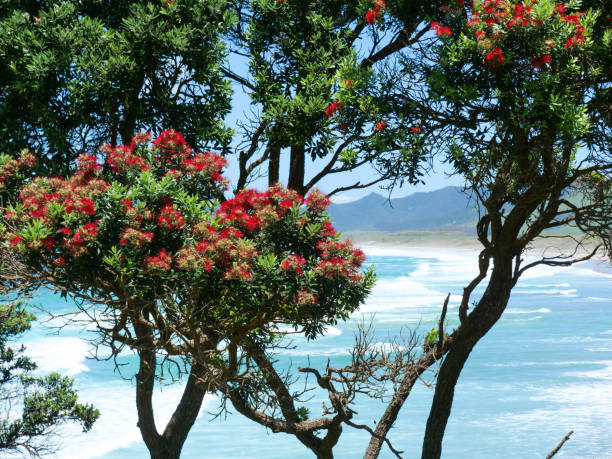 istock Pohutukawa in bloom on Northland coast 1454845187