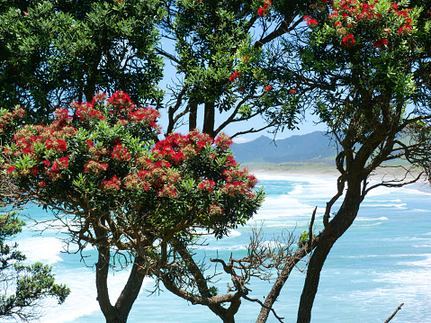 Pohutukawa, New Zealand’s iconic Christmas tree, in bloom