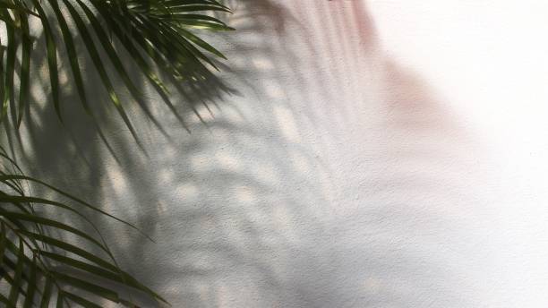 istock green leaf of palm tree with shadow on white background 1454845350