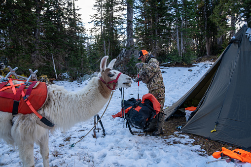 Wyoming, USA - October 3, 2022: Llama waits paitently as a hunter packs up gear, and weighs bags from his campsite and tent