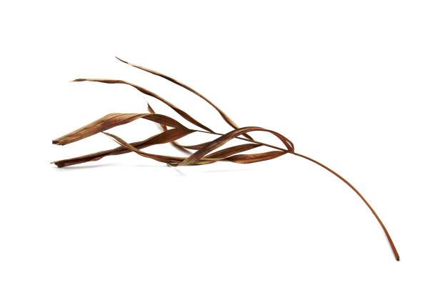 istock Tropical dry palm leaf isolated on white background 1454846729