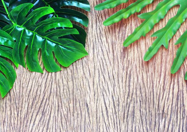 istock tropical philodendron and monstera palm leaves tree background 1454847012