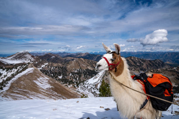 istock Llama wearing a leash looks off into the mountains while standing on a rocky ledge in the Wyoming wilderness 1454847424