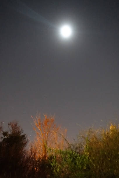 istock Full moon starry night  Wooded area 1454850410
