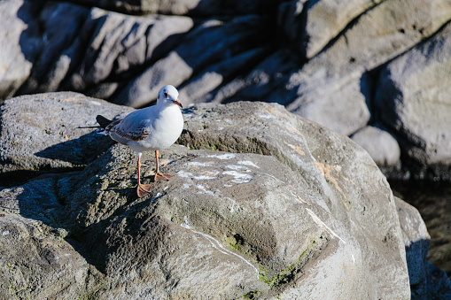 Close-up of a beautiful common Seagull perching on rock.