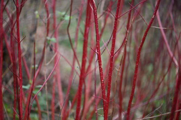 istock Vivid red dogwood 1454852452