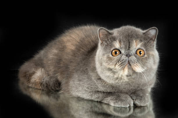 istock A beautiful exotic shorthair cat plays on a dark studio background with a reflection. 1454852581