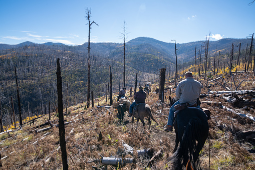 Glenwood, New Mexico - October 21, 2022: Hunters on horseback ride on the trail during an elk hunt, near the Willow Creek Recreation Area, Gila National Forest