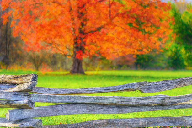 istock Cades Cove Tree in Vibrant Autumn Orange. 1454853014