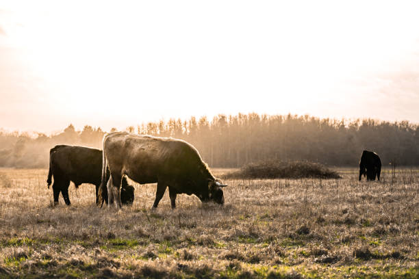 istock Closeup of Heck cattles in a field 1454853163