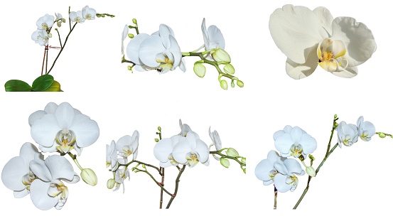 Collage of images with orchid white flowers
