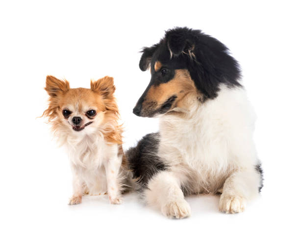 istock rough collie and chihuahua in studio 1454853525
