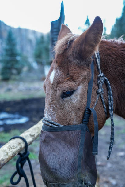 koń w torbie z karmą podczas stacjonowania w zagrodzie podczas jazdy konnej - feedbag zdjęcia i obrazy z banku zdjęć