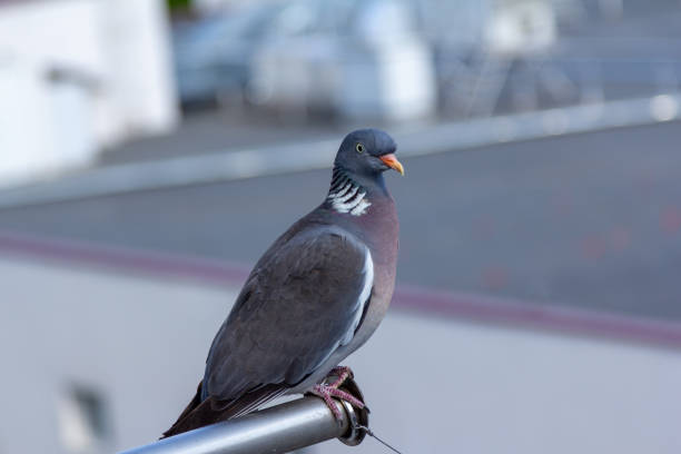 istock Close up gray pigeon - Columba palumbus with red beak 1454856252