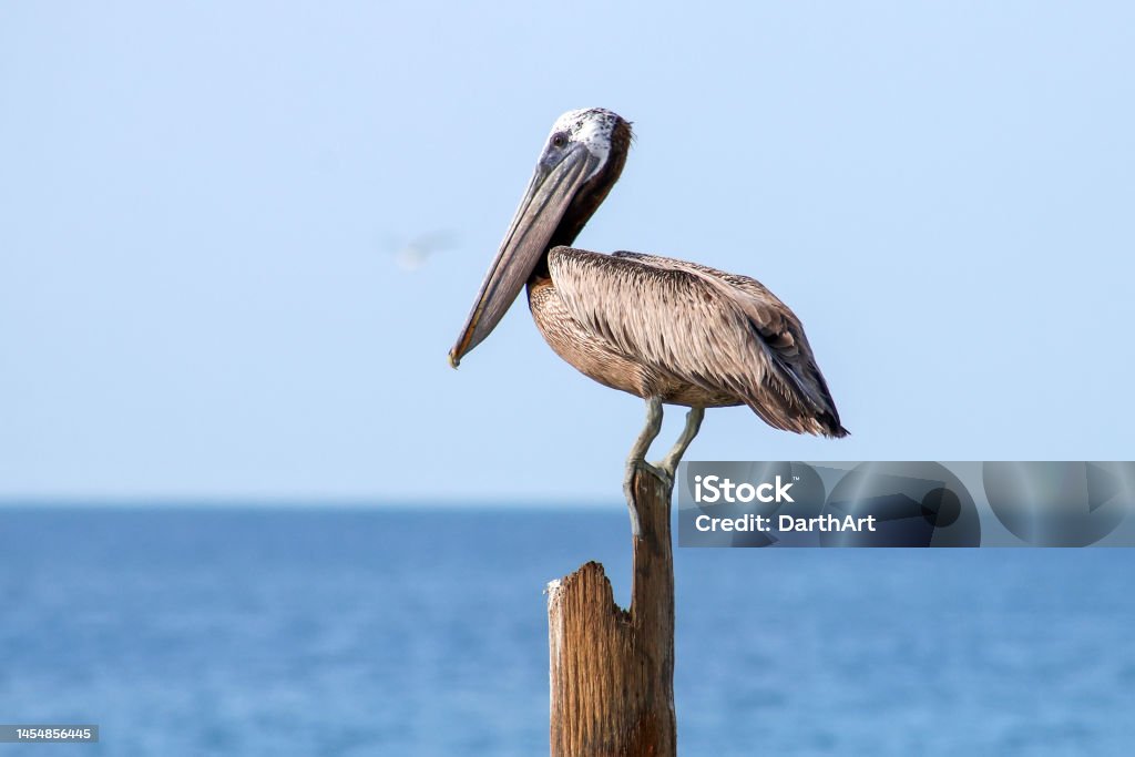 Brown pelican Brown pelican (Pelecanus occidentalis) sitting on a wooden pillar One Animal Stock Photo