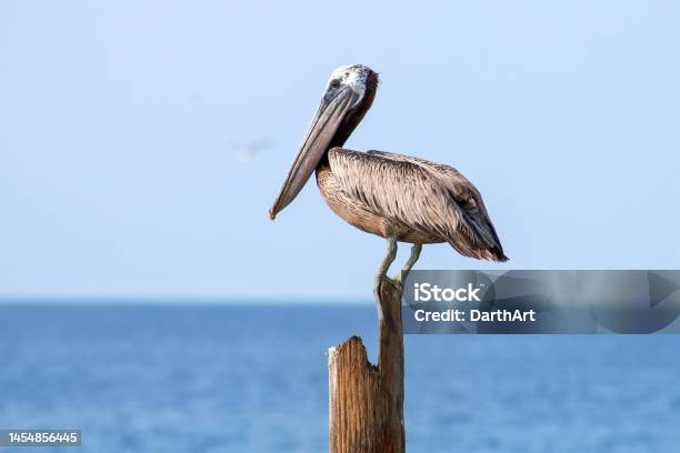 Brown Pelican Stock Photo - Download Image Now - One Animal, Pelican, Animal
