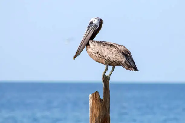 Brown pelican (Pelecanus occidentalis) sitting on a wooden pillar