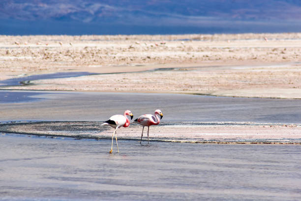 Andean flamingoes (Phoenicoparrus andinus) at the salt flat Salar de Atacama in Chile