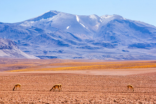 Vicunas (Lama vicugna) in the high alpine area of the Chilean Andes