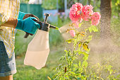 Woman with hand sprayer spraying rose bushes protecting plants