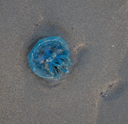 Jelly fish washed up on the beach amongst pebbles and sand.