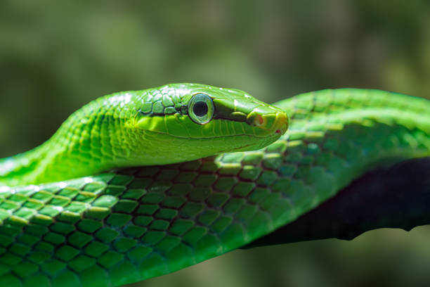 istock Red tailed ratsnake ound throughout the forest of Southaast Asia 1454857331