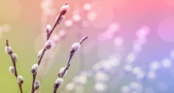istock Catkins on pussy willow twigs 1454858616