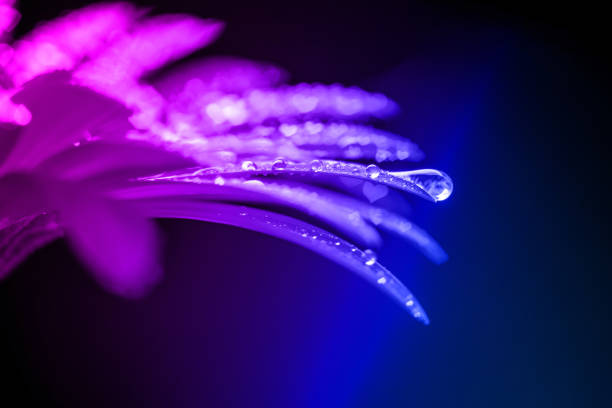 Close-up of a beautiful Gerbera flower with water drops. Beautiful heart shaped bokeh - it's a REAL bokeh photo, not an illustration or computer filter. Shallow depth of field, space for copy. Toned image.